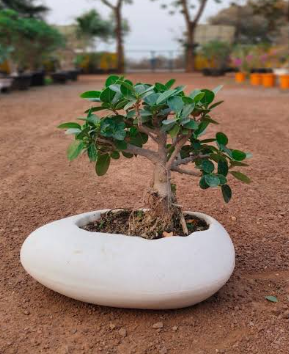 Ficus Bonsai Tree for Sale: Everything to Know Before You Buy